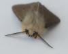 Diaphora mendica